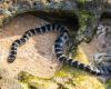 a venomous snake disrupts swimming in Reunion