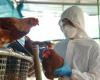 First human death linked to bird flu recorded in the United States