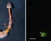 A bioluminescent mushroom discovered by chance by two artists – rts.ch