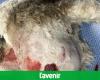 Panic returns to Lesve: a wolfdog attacks a fox terrier