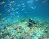 Paradise as a workplace: a Swiss woman explores the ocean in Seychelles