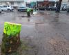 trees cut down by mistake in this seaside town