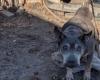 A witness changes the destiny of an elderly, deaf dog who lived chained in an enclosure