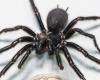 The biggest in the world: a dangerous 10 cm venomous spider found in Australia