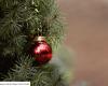 In Belgium, a town offers to recycle its Christmas tree in the plate and causes an outcry