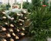 Belgium. The eco-friendly city of Ghent offers its residents the opportunity to eat their Christmas tree