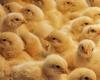 Morocco wants to source poultry from the USA and the United Kingdom