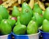 South Africa, engine of growth in African avocado exports in 2024 – VivAfrik