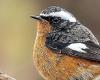 It has only been seen three times in 80 years in France: a rare bird observed in recent days in Frontignan