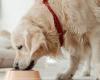 New recall of kibble for cats and dogs due to salmonella contamination