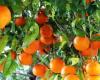 192,000 tonnes of citrus fruits expected for 2024-2025 – AgriMaroc.ma