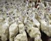 How to detect avian flu in vaccinated flocks?