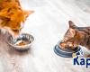 These contaminated kibbles for dogs and cats are the subject of an urgent product recall throughout France