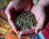 Record coffee price puts pressure on roasters