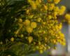 “Completely peeled” stems: in the south of France, the fear of a catastrophic mimosa harvest