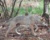 An amateur photographer comes face to face with a wolf bathing in the Laïta