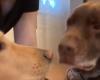 She takes the road with her dogs without knowing that her mother-in-law’s Labrador has secretly boarded to stay with her friends (video)