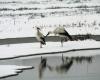 The stork population is increasing in Switzerland