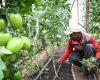 (Multimedia) African Union adopts agricultural development strategy for next decade – Xinhua