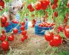 Morocco, an essential supplier of tomatoes for the EU