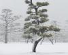 In Chaumont-photo-sur-Loire, a magnified and disturbing nature, from the Japanese blizzard to the Tahitian jungle – Télérama.fr