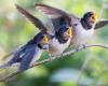 From frequencies to the beak: the secrets of bird songs revealed by a study