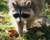 A case of raccoon rabies in Estrie: the population urged to exercise caution