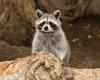 A case of raccoon rabies confirmed in Estrie – M105 – FM 104.9