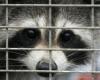 A first case of rabies in a raccoon in almost 10 years in Quebec