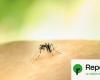 Chikungunya: Reunion Island on alert – Reporterre