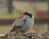 The house sparrow, king of winter birds