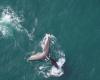 Drones to inventory injuries in right whales – Portail des Îles de la Madeleine