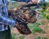 This exceptional raptor found dead in the Pyrénées-Orientales: what happened