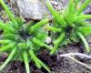 Small plants that reveal big secrets – Faculty of Science and Engineering