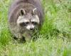 A first case of raccoon rabies detected in Quebec