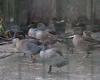 Appellant duck breeder in Bay of Somme in court for mistreatment