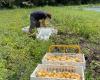 The City of Carpentras is reaping the benefits of its agricultural management