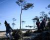 Gironde. To deal with beach erosion, old Christmas trees to the rescue