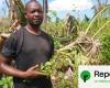 In Mayotte devastated by the cyclone, “farmers have lost everything”