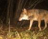 A wolf kills a goat in the Doubs coasts