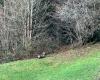 A wolf attacks a goat on the banks of the Doubs in broad daylight and under the eyes of a farmer