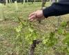 Frost, storms… How can farmers in Tarn-et-Garonne receive compensation?