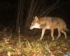 The wolf causes the loss of a goat in the Doubs coasts