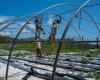 in Mayotte, farmers face a land of desolation – Libération