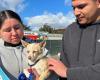 Los Angeles. Moving reunion between animals saved from fires and their masters