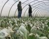 A mite ravages a market garden in Indre