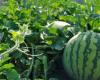 A vast control operation on watermelon crops – AgriMaroc.ma