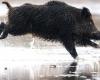 Haute-Loire. A wild boar trapped in the frozen water of the Lavalette dam