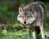 Presence of wolves in Maine-et-Loire: reinforced measures to protect farms