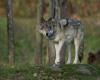 a wolf formally identified for the first in 150 years